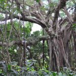 Gajumaru Banyan Garden