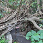 Gajumaru Banyan Garden