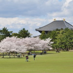 Nara i Sakura