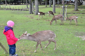 Nara karmienie jeleni