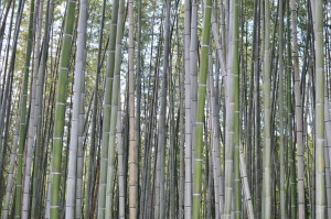 Kyoto Las bambusowy