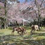 Nara i jelonki