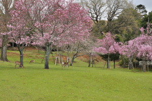 Nara i Sakura