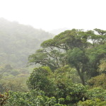 Roślinność w lasach chmurowych Monteverde