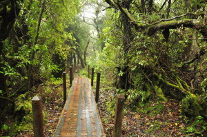 Wedrujac w Parku Narodowym Wulkanu Poas W Parku Narodowym Wulkanu Poas