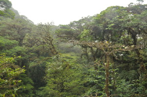Roślinność w lasach chmurowych Monteverde