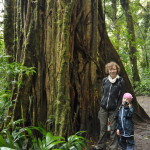 Drzewa w lasach chmurowych Monteverde