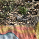 Iguana w Montezumie
