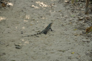 Iguana w Parku Narodowym Manuel Antonio