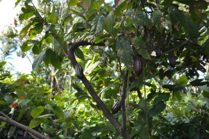 Kakaowiec w Kostaryce