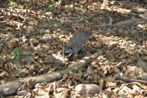 Koati w Parku Narodowym Manuel Antonio