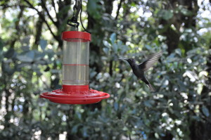 Kolibry w Monteverde