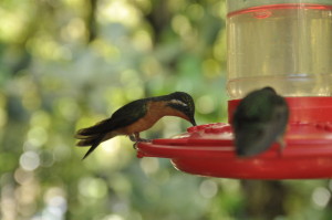 Kolibry w Monteverde