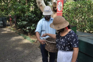 Koszyk do zbierania kawy w Kostaryce