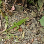 Mała Iguana w Parku Narodowym Manuel Antonio