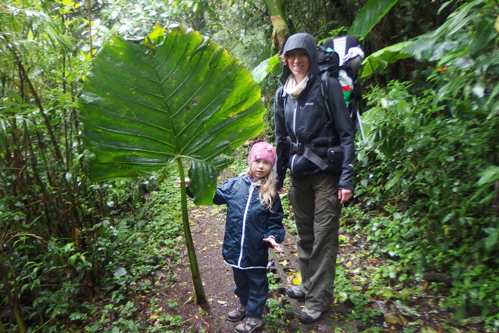 Olbrzymie liście w lasach chmurowych Monteverde
