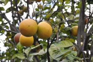 Pomarańcze z Kostaryki