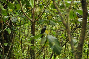Ptaki w lasach chmurowych Monteverde