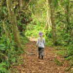 Oliwka przemierza lasy deszczowe w Tortuguero