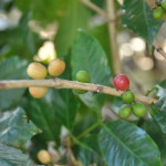 Ziarna Kawy na krzaku w Kostaryce