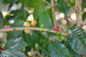 Ziarna Kawy na krzaku w Kostaryce