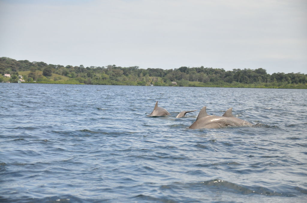 Delfiny przy Bocas del Toro