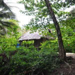 Domek w dżungli