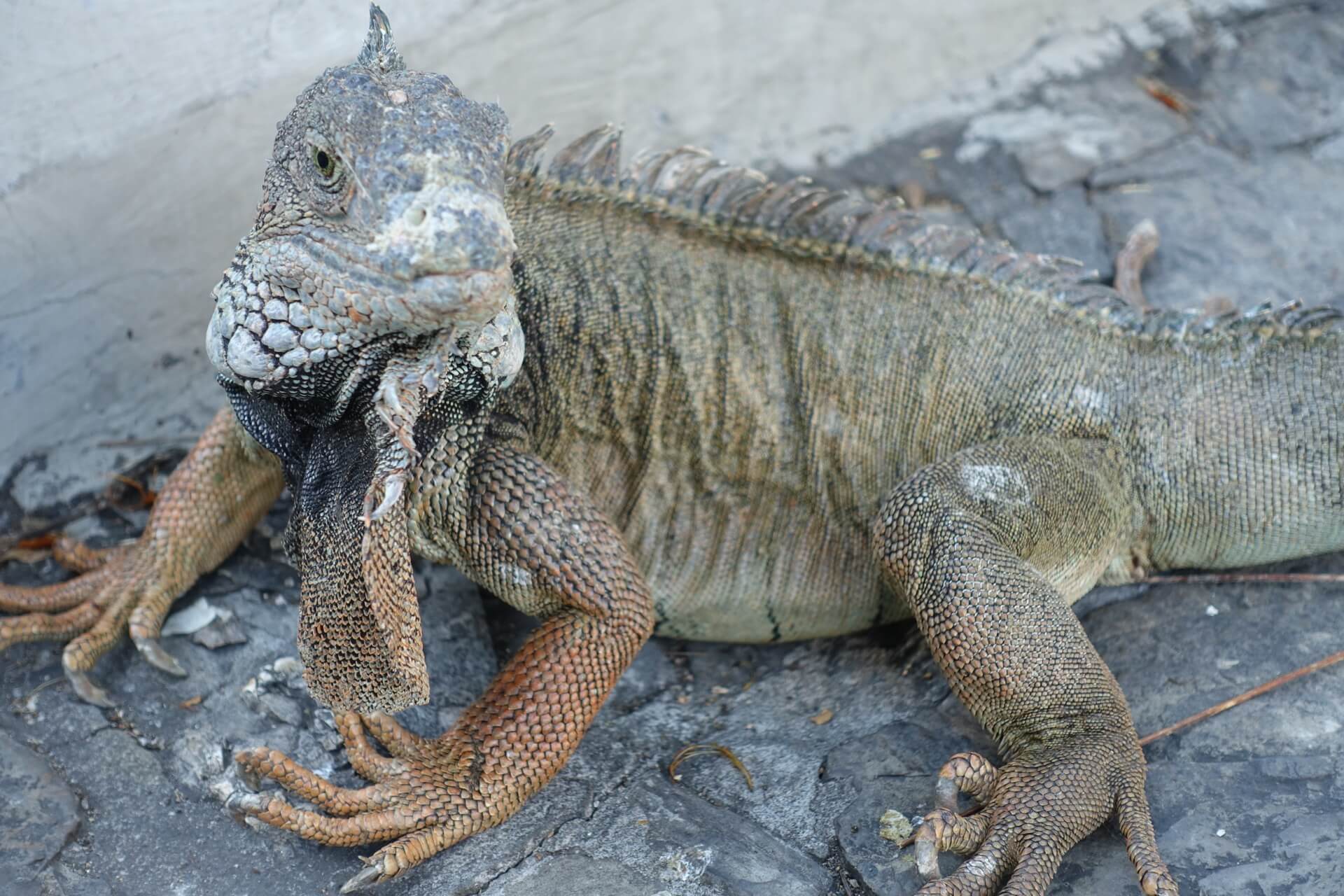 Iguany w Ekwadorze