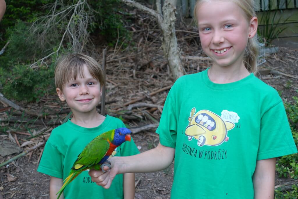 Papugi w Brisbane